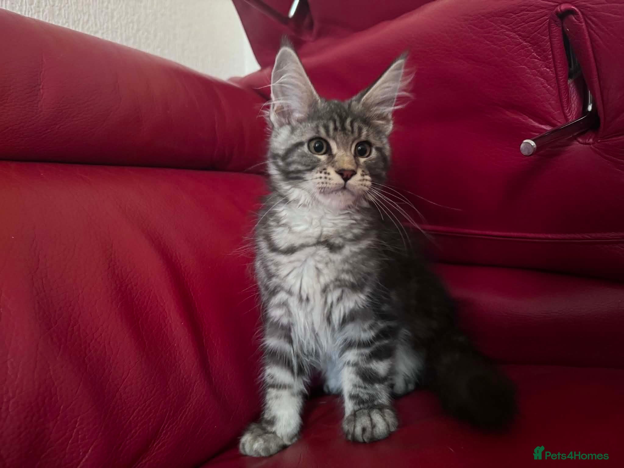 Maine Coon cats DNA tested Maine coon boy active - Advert 2