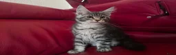 Maine Coon cats for sale: DNA tested Maine coon boy active - Advert 2