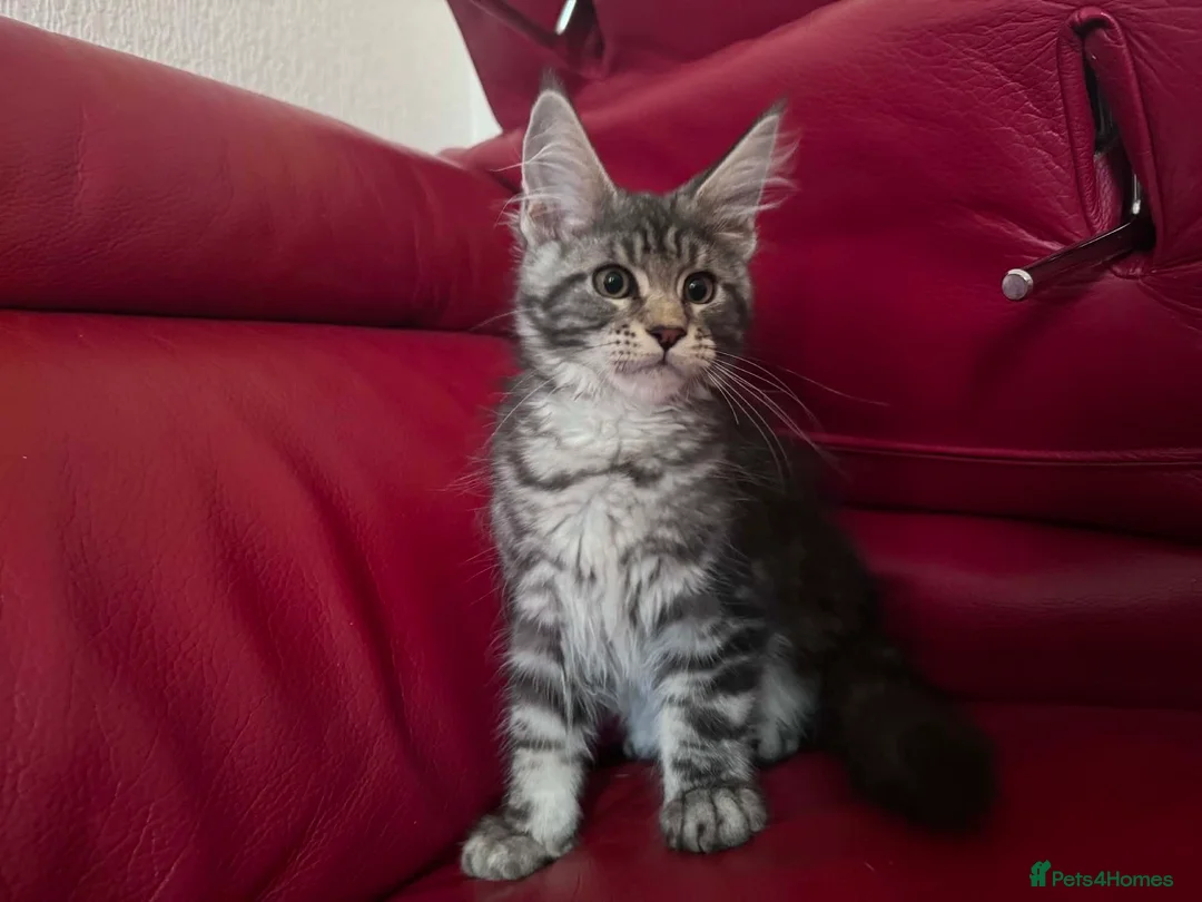 Maine Coon cats for sale: DNA tested Maine coon boy active - Advert 2