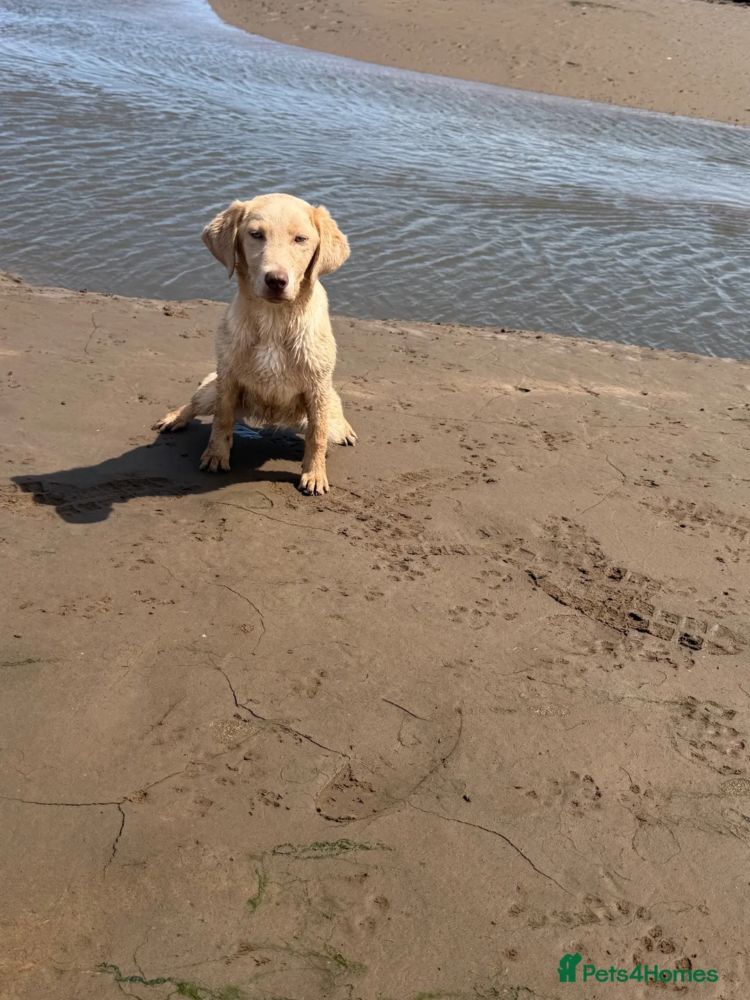 Labrador Retriever dogs for sale: 6 month old champagne girl  - Advert 2