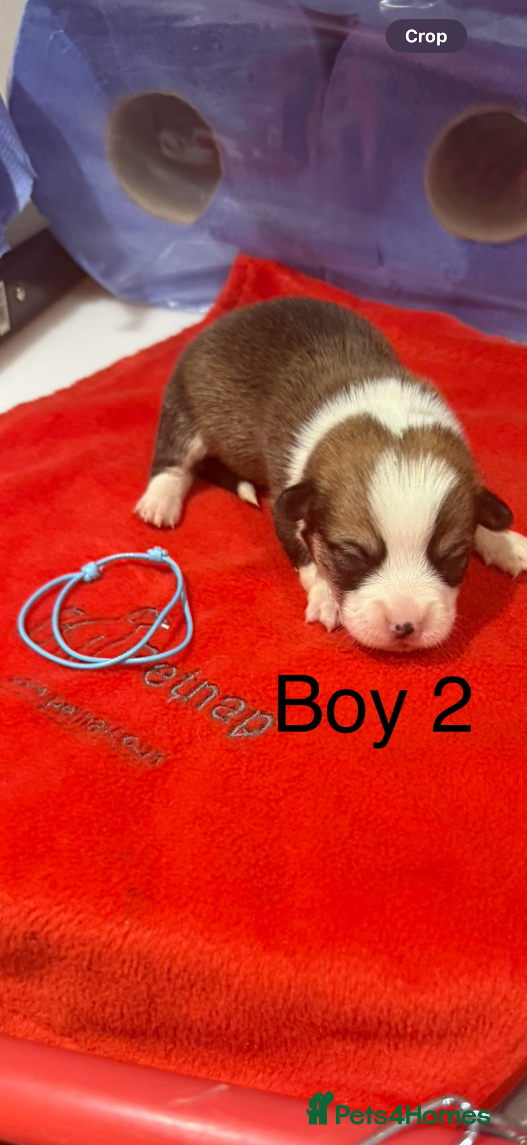 Welsh Corgi Pembroke dogs for sale: Kc reg Pembroke corgi babies available  - Advert 32