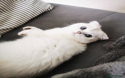 Scottish Fold cats for sale: White Scottish Fold Female looking for loving home - Image 11