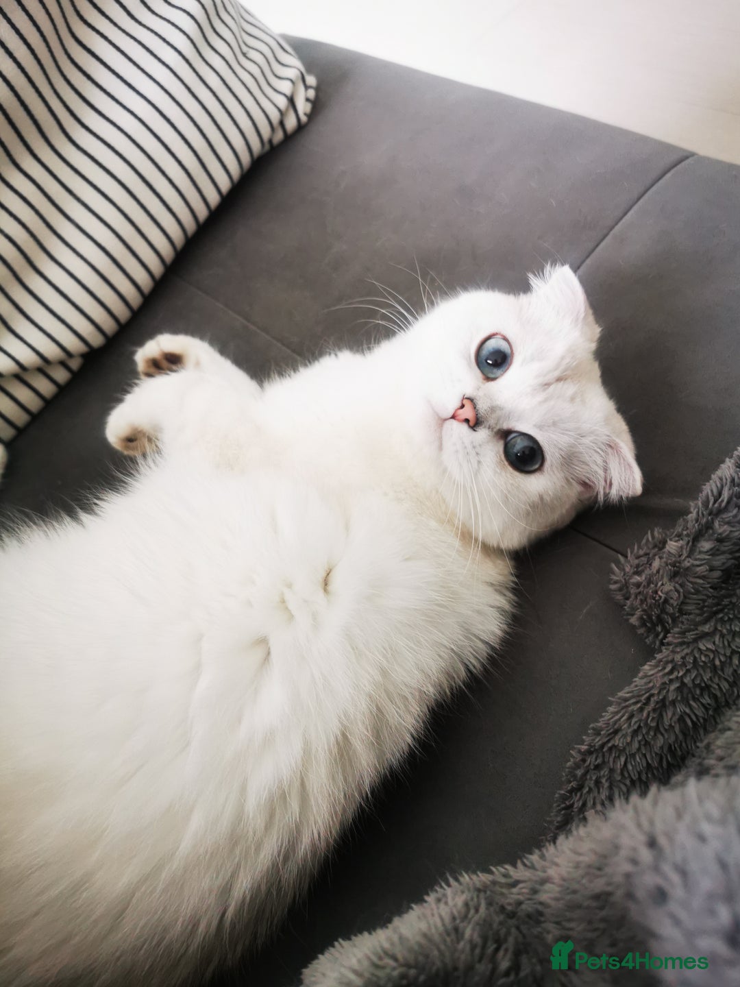 Scottish Fold cats for sale: White Scottish Fold Female looking for loving home - Image 11