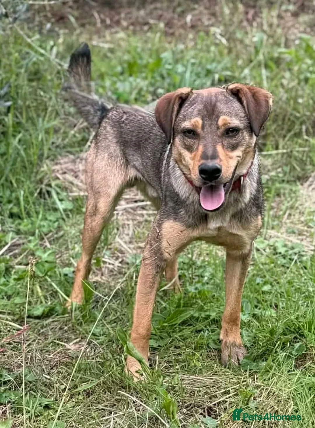 Mixed Breed dogs for adoption: Musu! - Advert 5