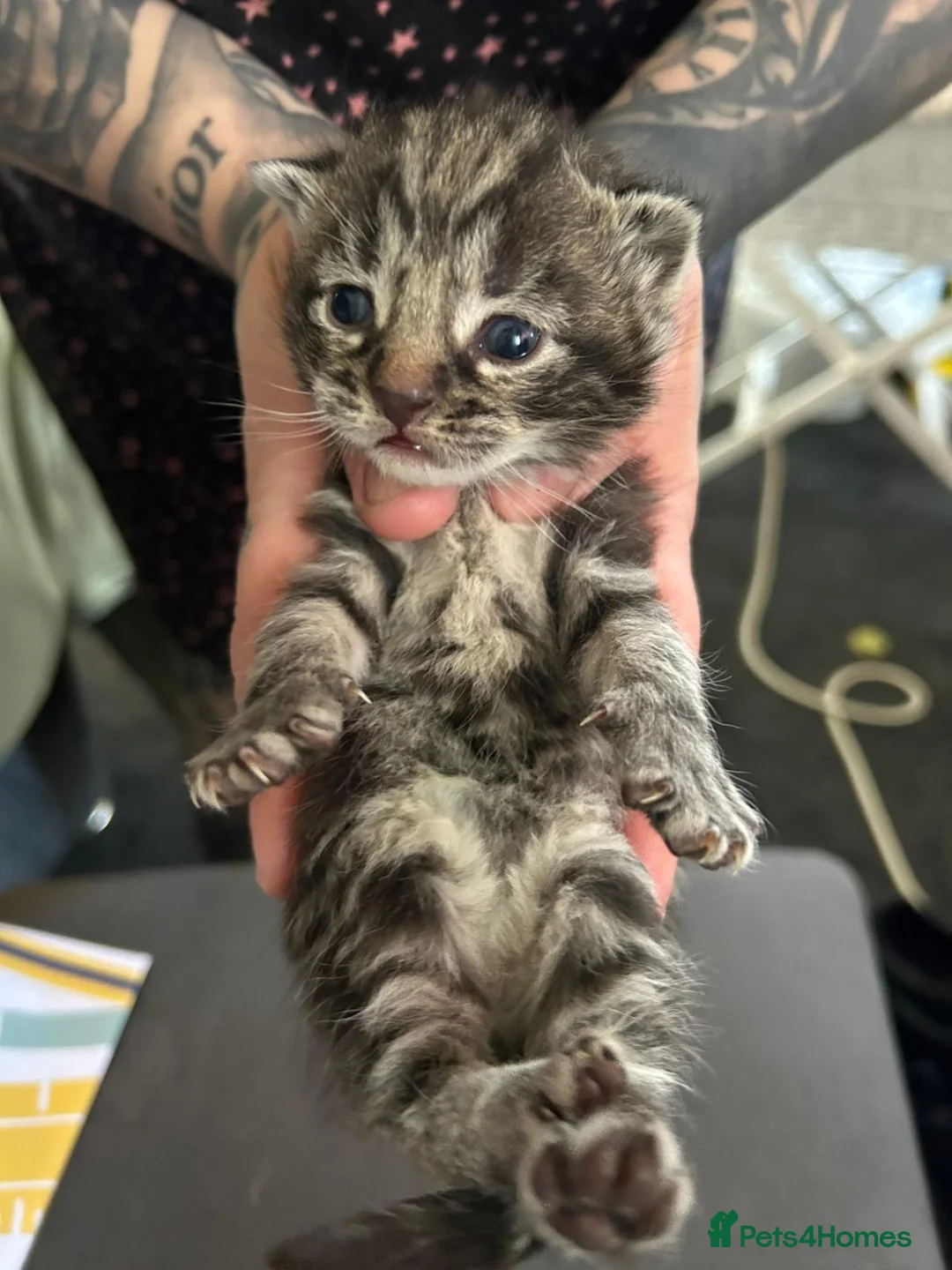 Turkish Angora cats for sale: Beautiful Turkish angora kittens  - Advert 2