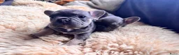 French Bulldog dogs for sale: 1 Female pedigree French bulldog puppy  - Advert 16