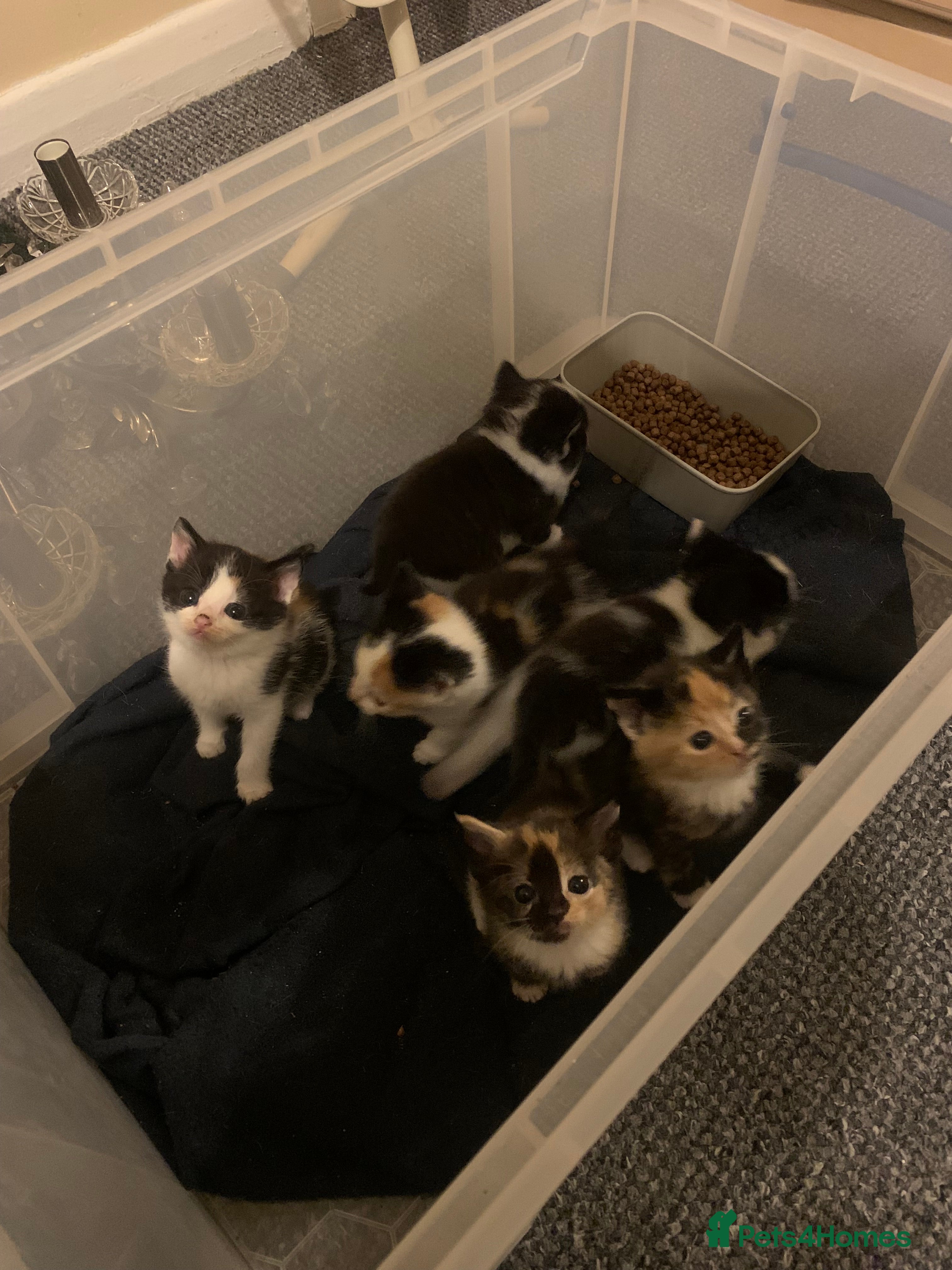 Mixed Breed cats 6 Kittens for sale - Advert 1