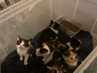 Mixed Breed cats 6 Kittens for sale - Advert 1