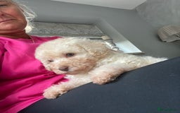 Poodle dogs for sale: Poodle 86% x cavalier DNA tested  - Image 8