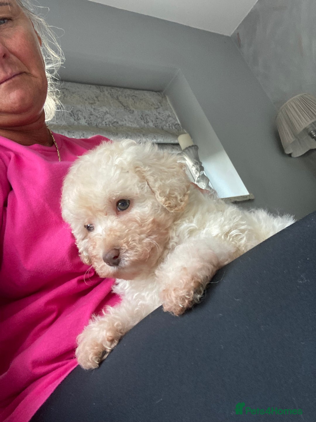 Poodle dogs for sale: Poodle 86% x cavalier DNA tested  - Image 8