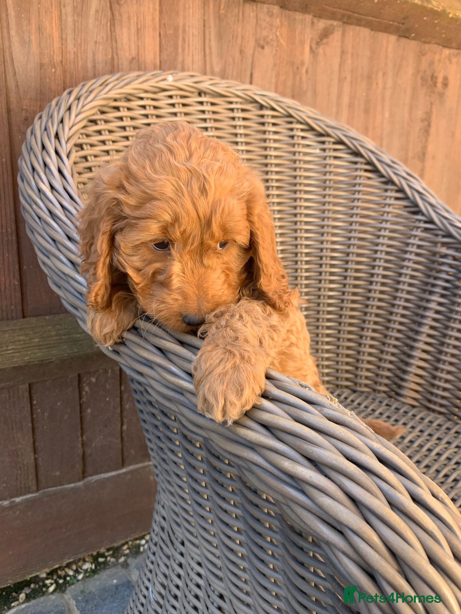 Cockapoo dogs for sale: This beautiful boy is available - Advert 1