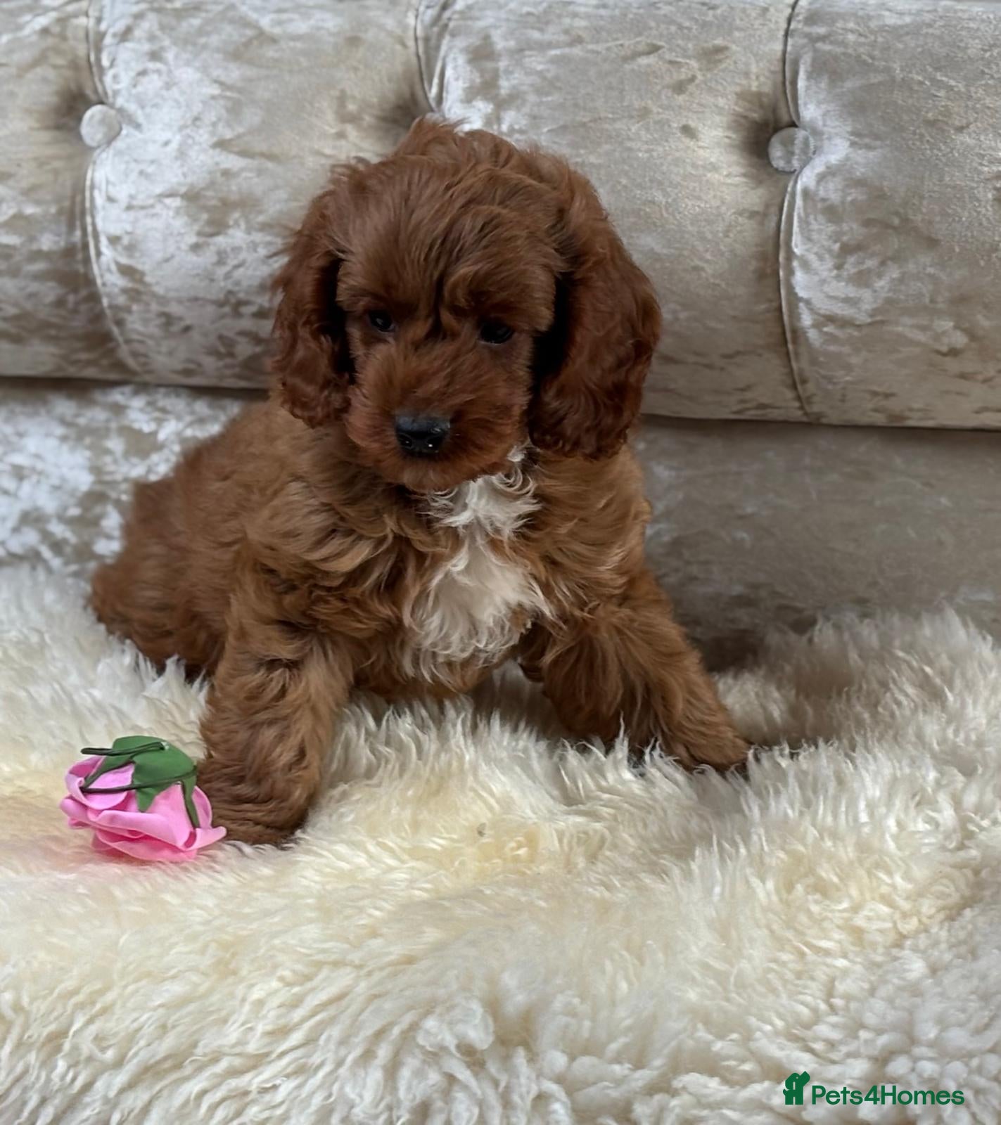 Cavapoo dogs ❤️ Health tested F1B cavapoo ❤️ - Advert 1