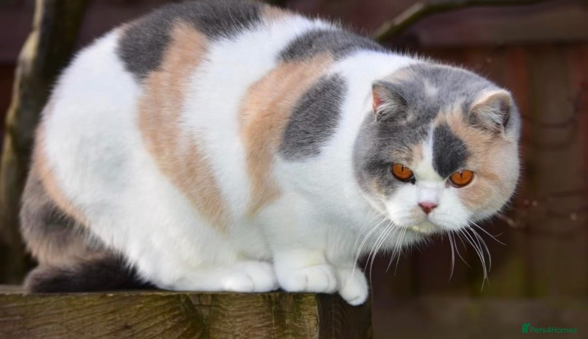 British Shorthair cats GCCF reg BSH baby girls  - Advert 1