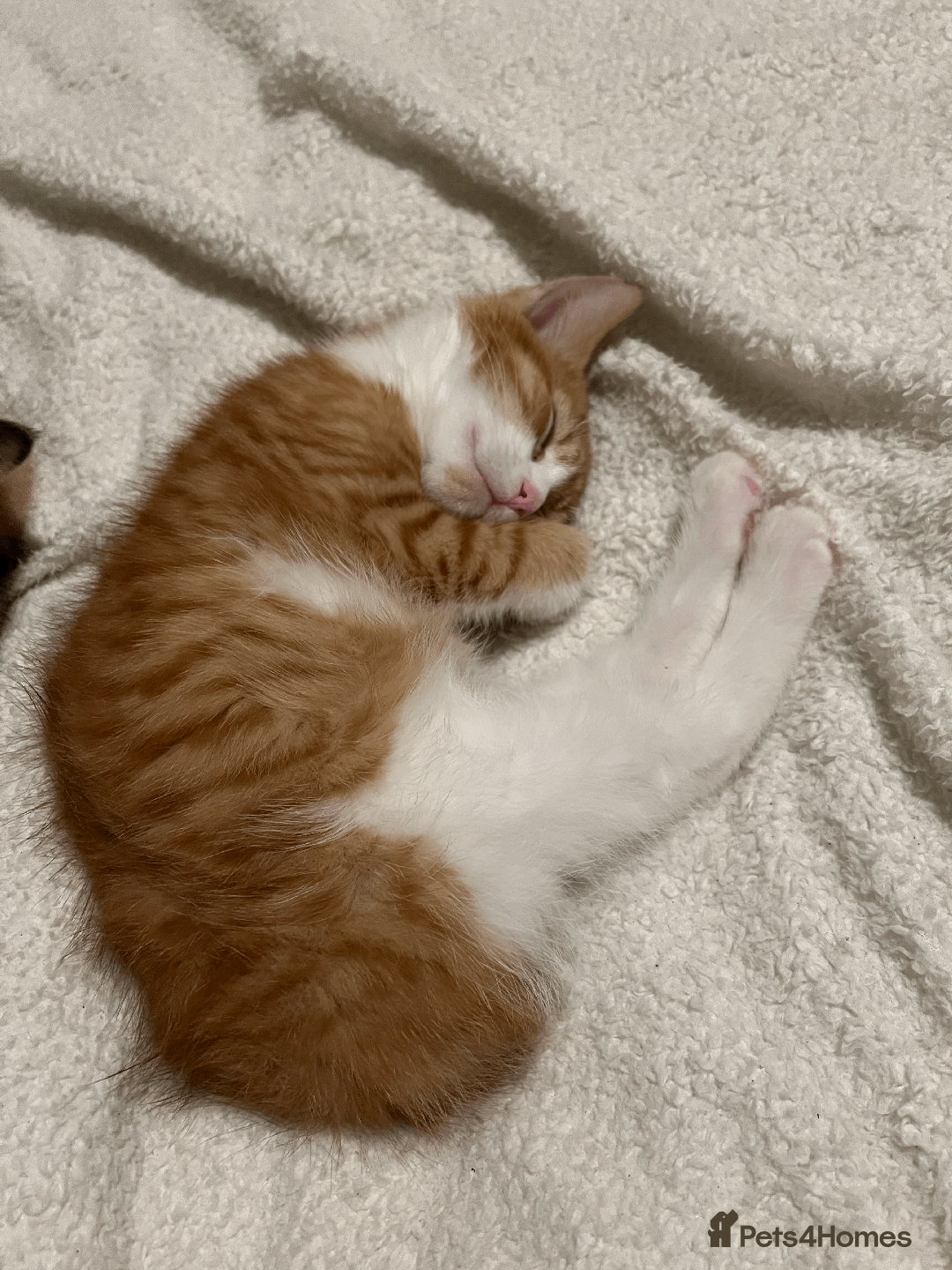 Domestic Shorthair cats for sale: Adorable Kittens Looking for Their Forever Homes - Advert 16