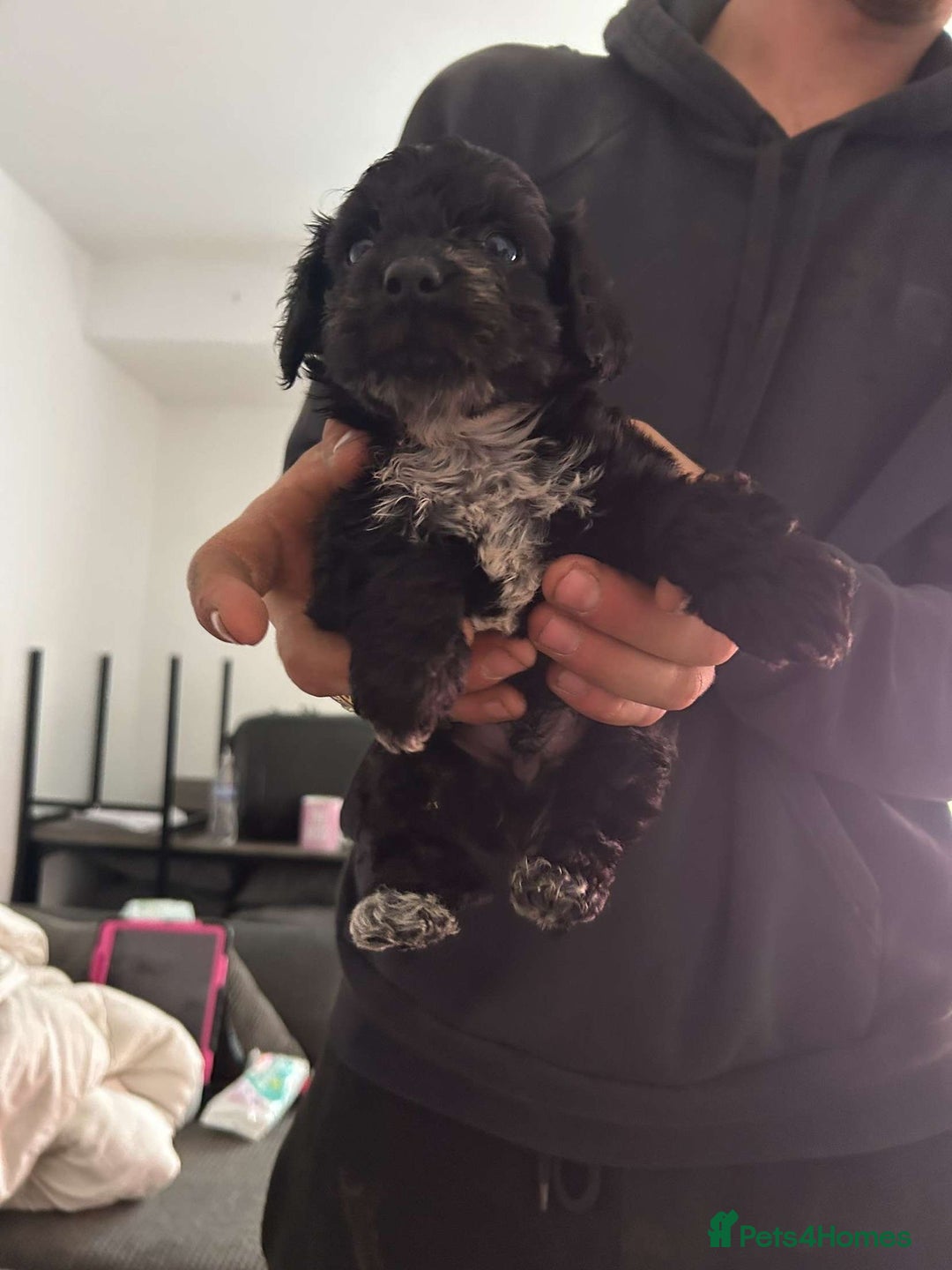 Cocker Spaniel dogs for sale: Cocker spaniel 2 male  - Image 6
