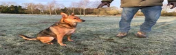 Mixed Breed dogs for adoption: ❤️ MINNIE-2-year-old low-medium girl  - Advert 5