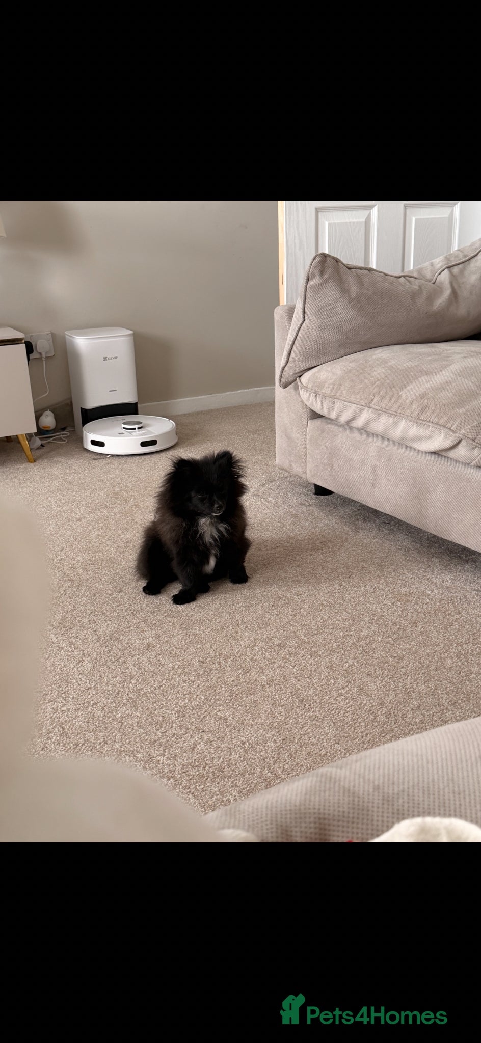 Pomeranian dogs Tiny Pomeranian girl  - Advert 1