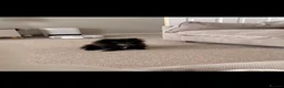 Pomeranian dogs for sale: Tiny Pomeranian girl  - Advert 1