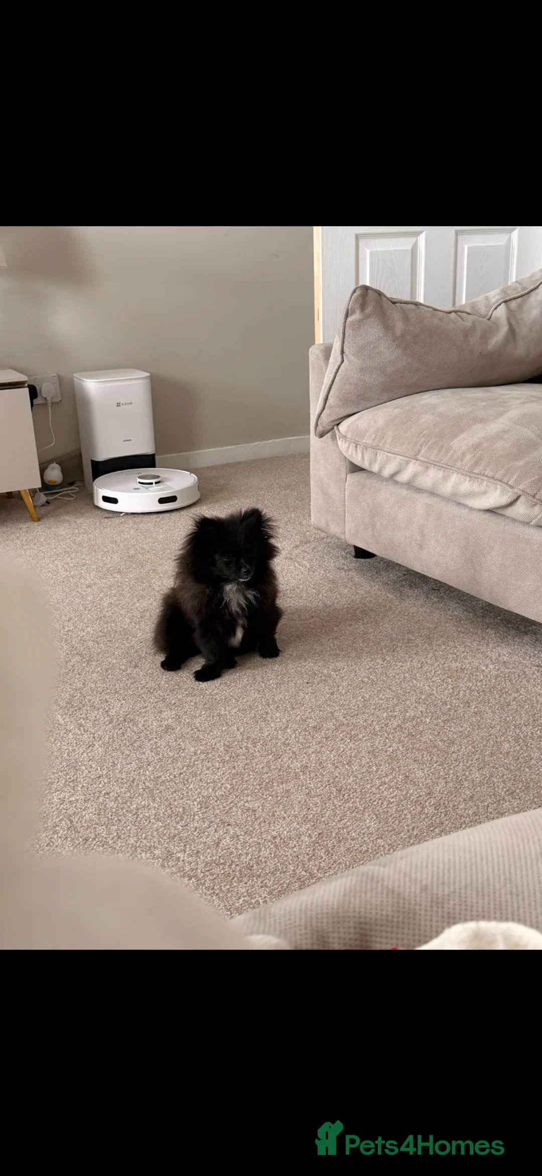 Pomeranian dogs for sale: Tiny Pomeranian girl  - Advert 1