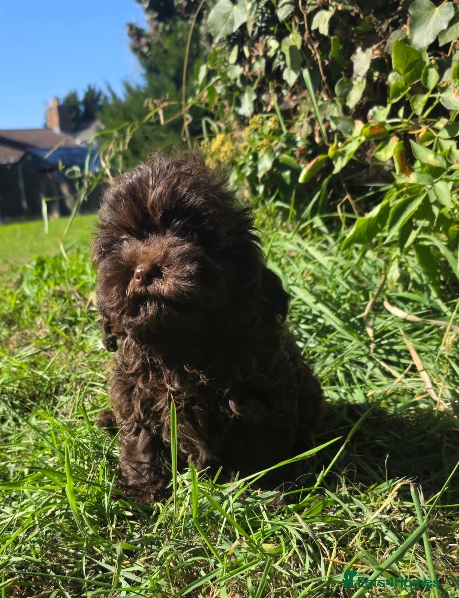 Shihpoo dogs Ready now toy shihpoos vaccinated. - Advert 2