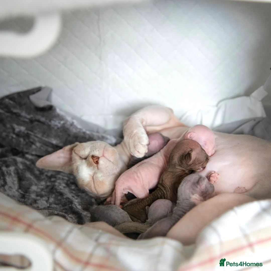 Sphynx cats for sale: Champion chocolate male Sphynx kitten  - Advert 5