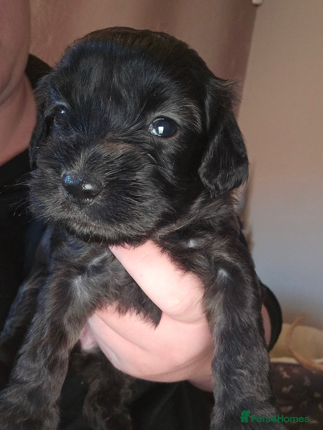 Shihpoo dogs for sale: 🐾REDUCED 2 Boys £800 - Shihpoo Puppies🐾 - Advert 17