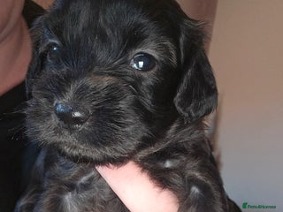 Shihpoo dogs ✨One special girl waiting for her forever family✨ - Advert 1