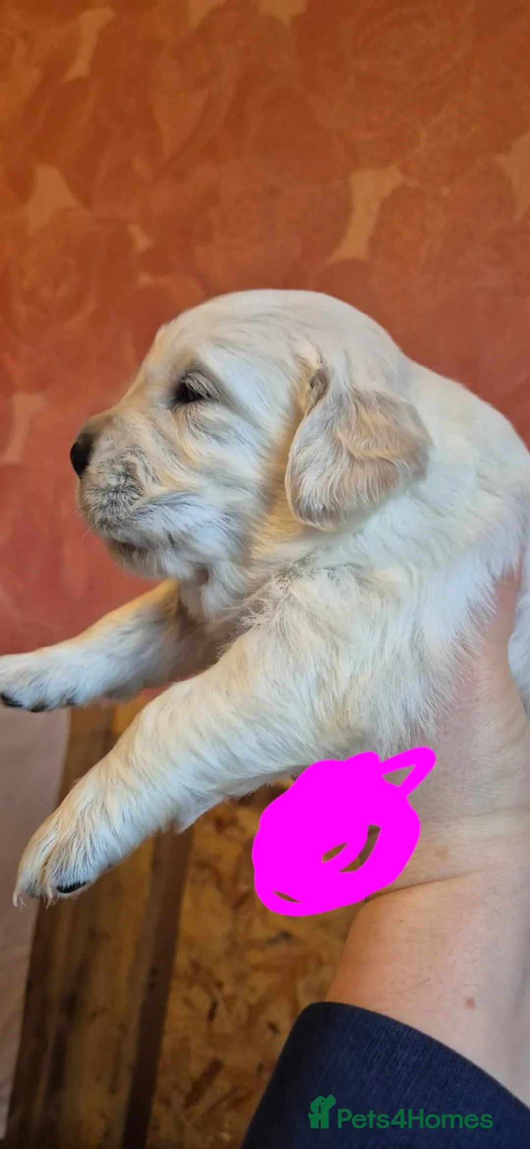Golden Retriever dogs for sale: KC Registered Golden Retriever Glasgow  - Advert 10