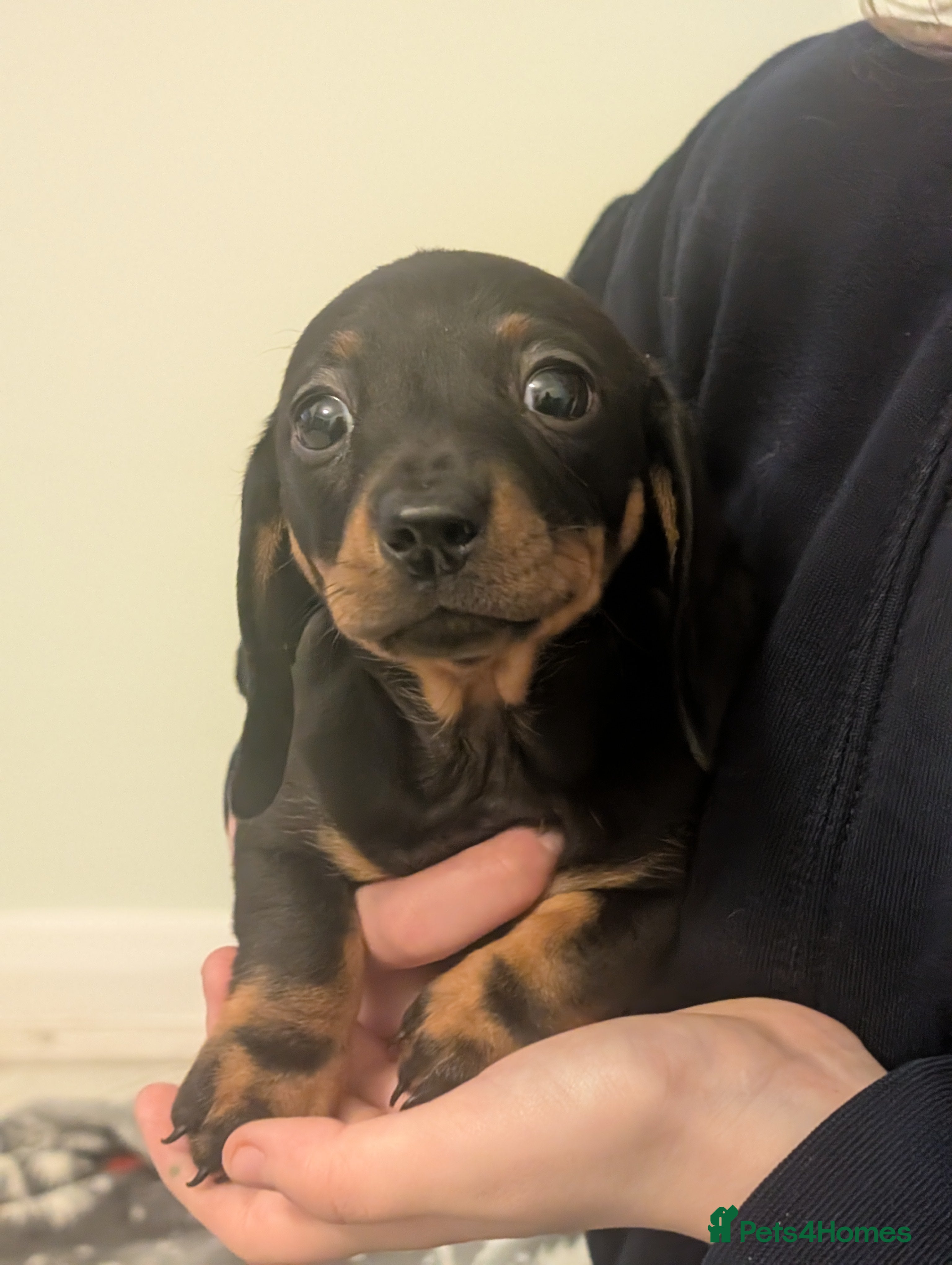 Miniature Dachshund dogs Daxie pups for sale - Advert 14