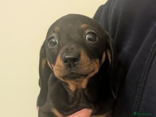 Miniature Dachshund dogs Daxie pups for sale - Advert 1