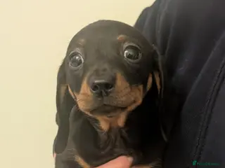 Miniature Dachshund dogs Daxie pups for sale - Advert 2