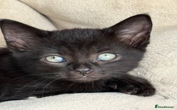 Mixed Breed cats for sale: Friendly kittens ready now ❤️ - Image 4