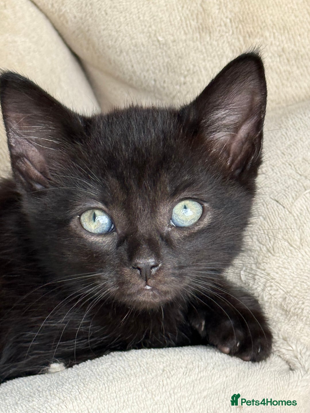 Mixed Breed cats for sale: Friendly kittens ready now ❤️ - Image 4