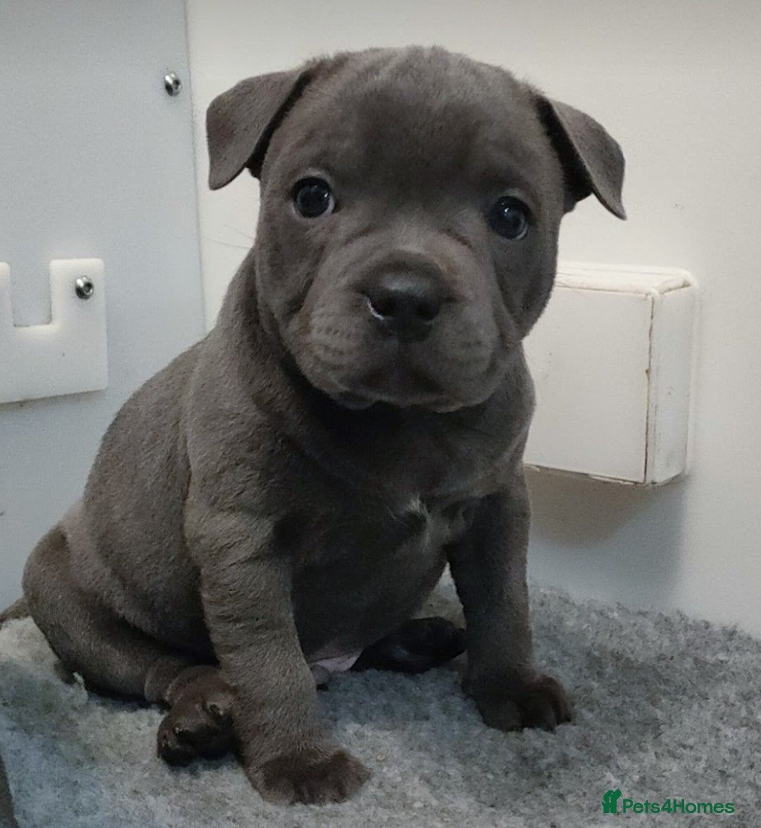 Staffordshire Bull Terrier dogs for stud: Mr T Champion sired Stud Blue gene 🧬 - Image 21