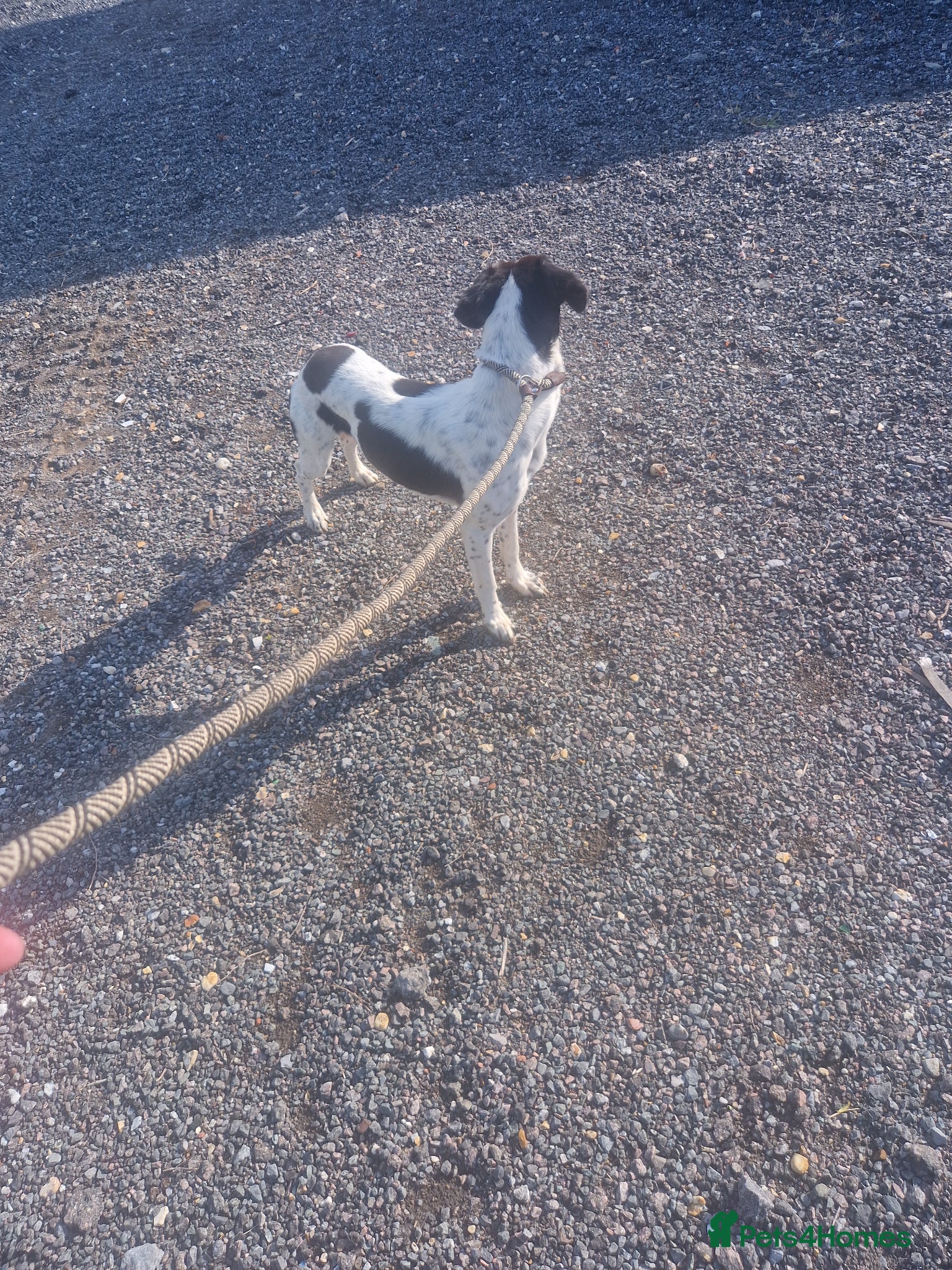 Whippet dogs Beautifull whippet male - Advert 15