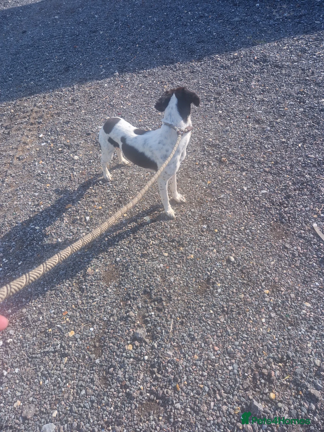 Whippet dogs for sale: Beautifull whippet male - Advert 1