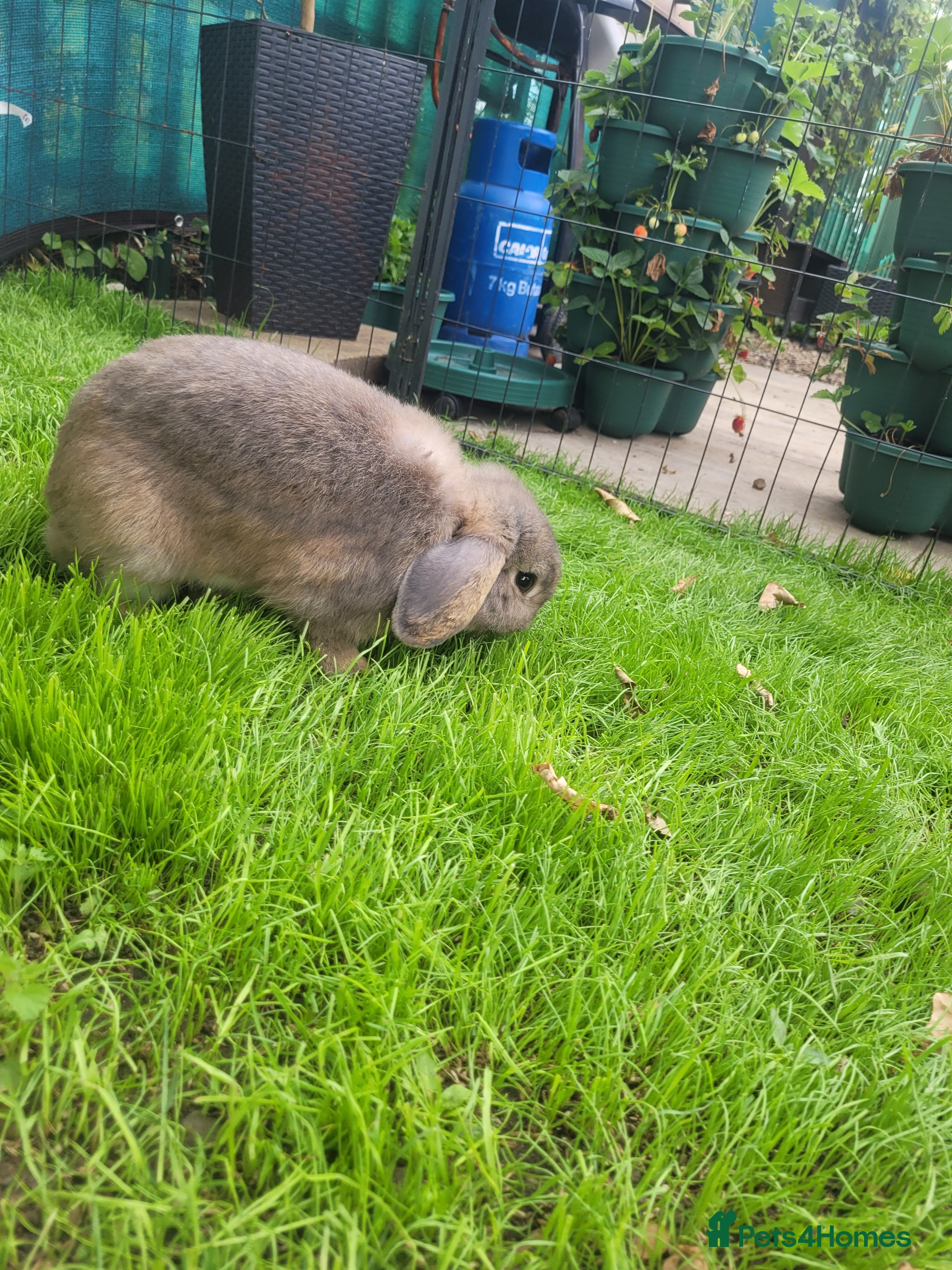 Mini Lop rabbits Mini lop bunny 🐰  - Advert 2