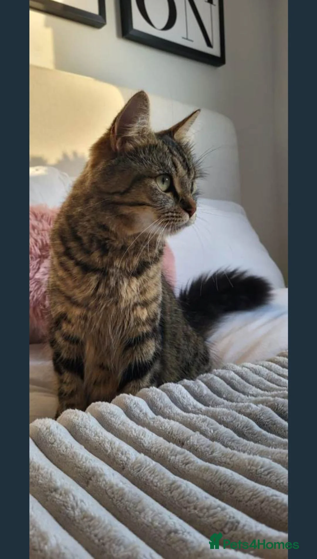 Maine Coon cats for sale: 5 Gorgeous Kittens Maine Coon Tabby Mix - Advert 2