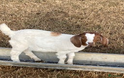 Goats livestock for sale: Boer goat kids - Image 4