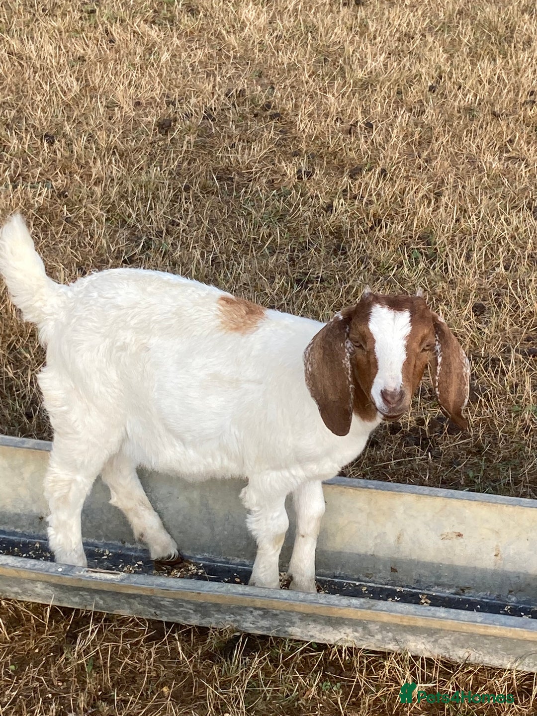 Goats livestock for sale: Boer goat kids - Image 4