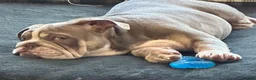English Bulldog dogs for sale: Gorgeous Lilac English Bulldog Puppy - Advert 7