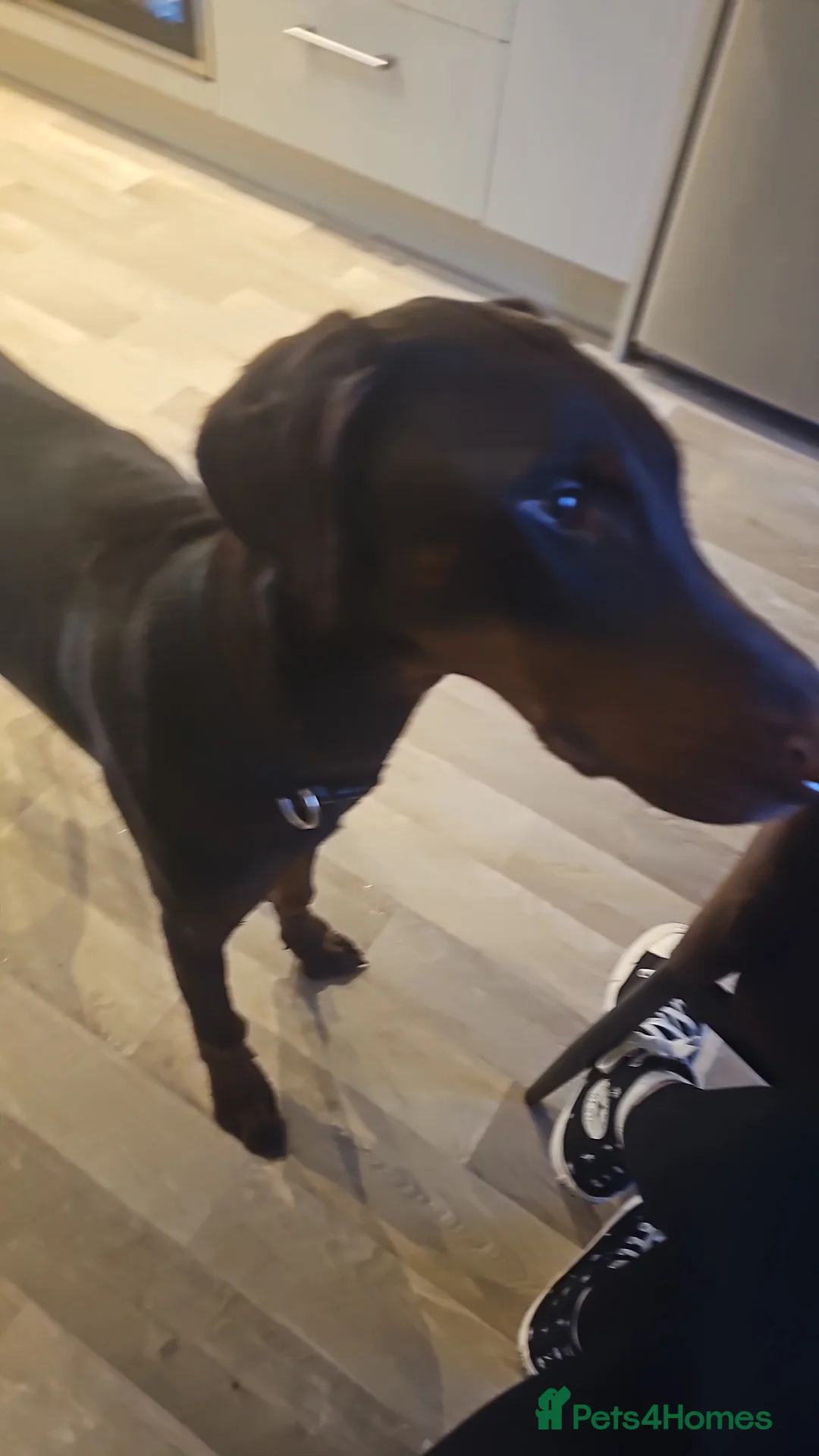 Dobermann dogs for sale: Chocolate doberman female - Advert 6