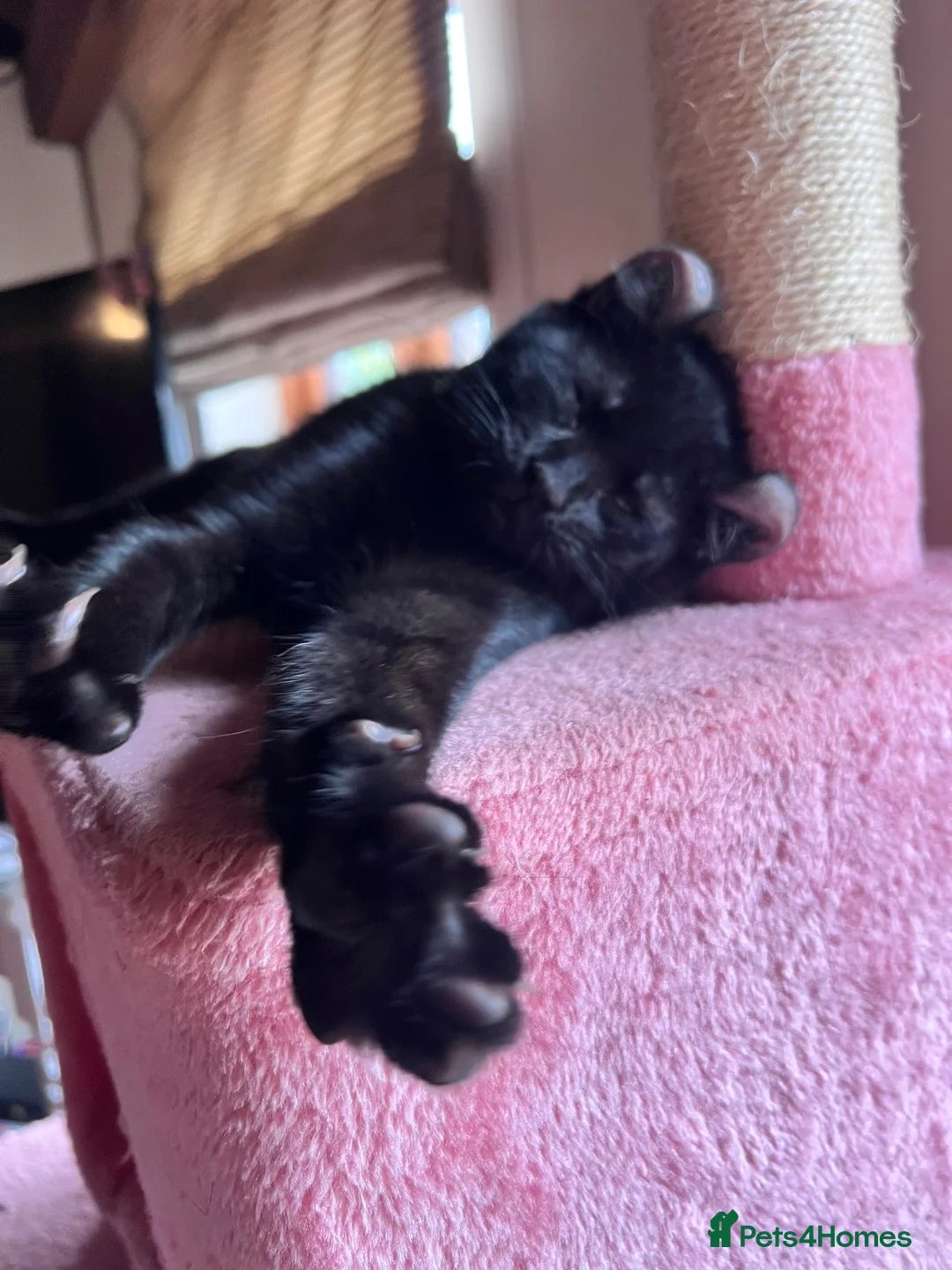 Mixed Breed cats for sale: Last Boy of the Bunch  in Bromyard - Advert 2