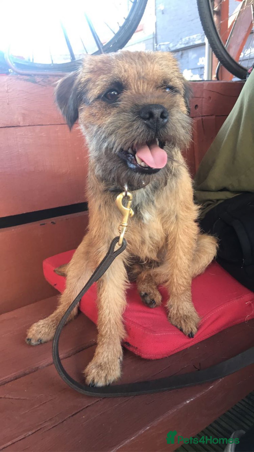 Border Terrier dogs for stud: Gorgeous proven KC Border Terrier at stud in Royston - Advert 3