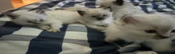 Ragdoll cats for sale: *Price Reduced* 3 male ragdoll kittens for sale  - Advert 13