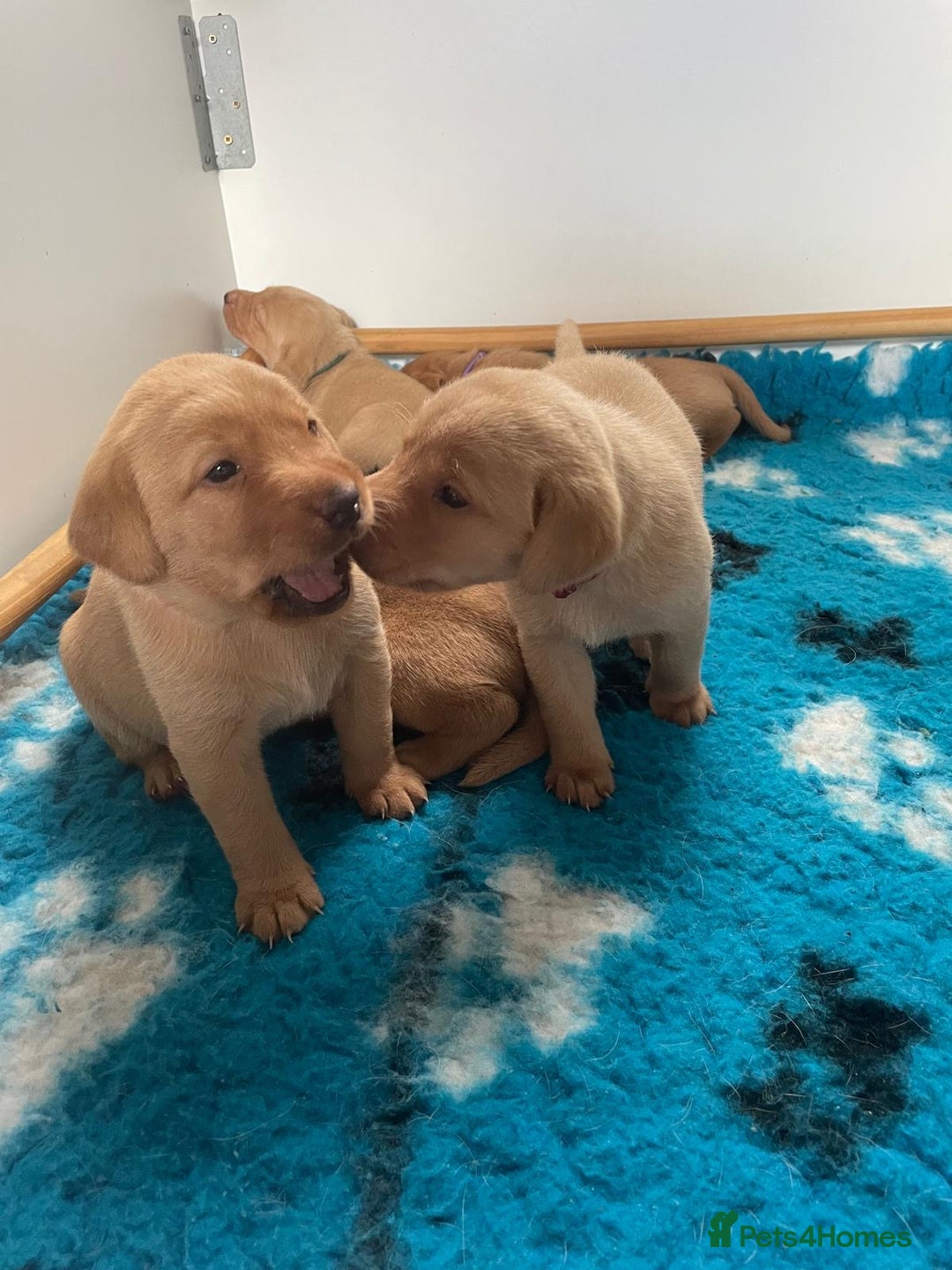 Labrador Retriever dogs for sale: Gorgeous Fox Red Labradors  - Image 7