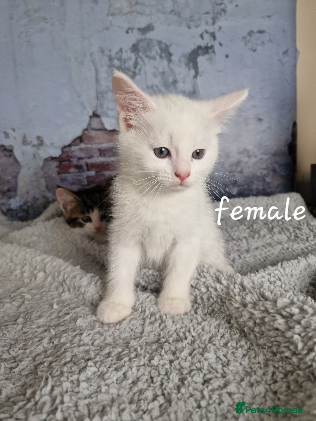 Mixed Breed cats for sale: Lovely kittens from a white odd-eyed mother. - Advert 4