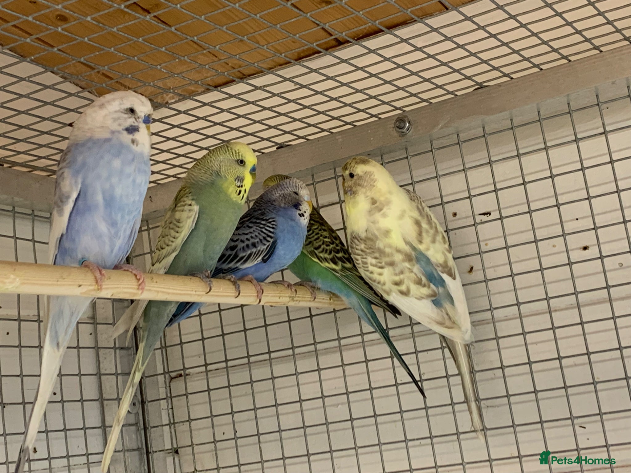 Budgerigars birds Budgies  - Advert 6