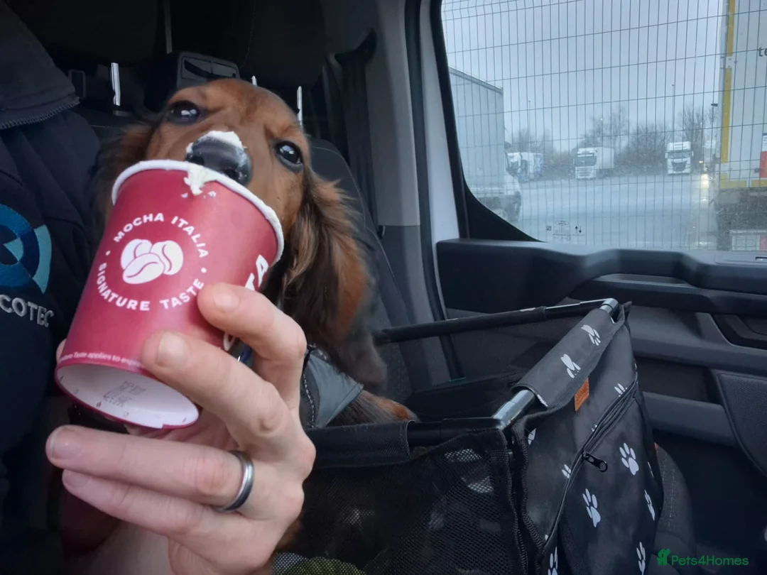 Miniature Dachshund dogs for sale: 6 month miniature long hair dachshund - Advert 6