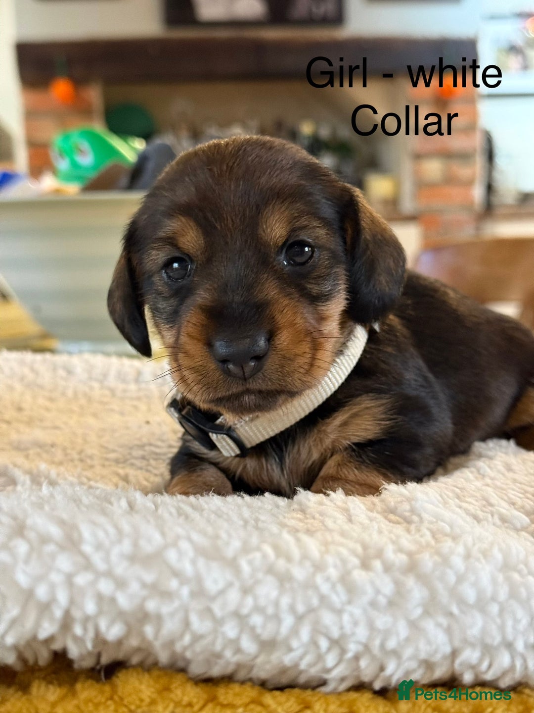 Dachshund dogs for sale: Wirehaired Dachshund - Image 11